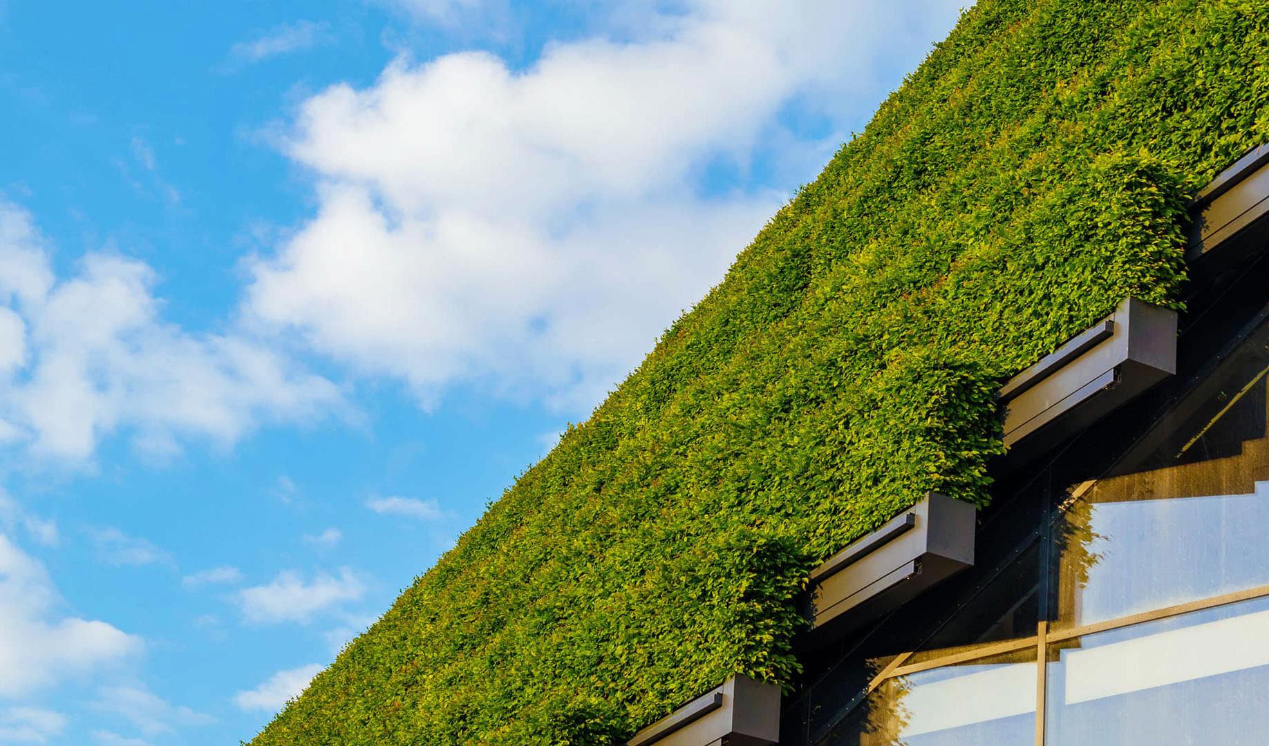 A green wall on a modern building