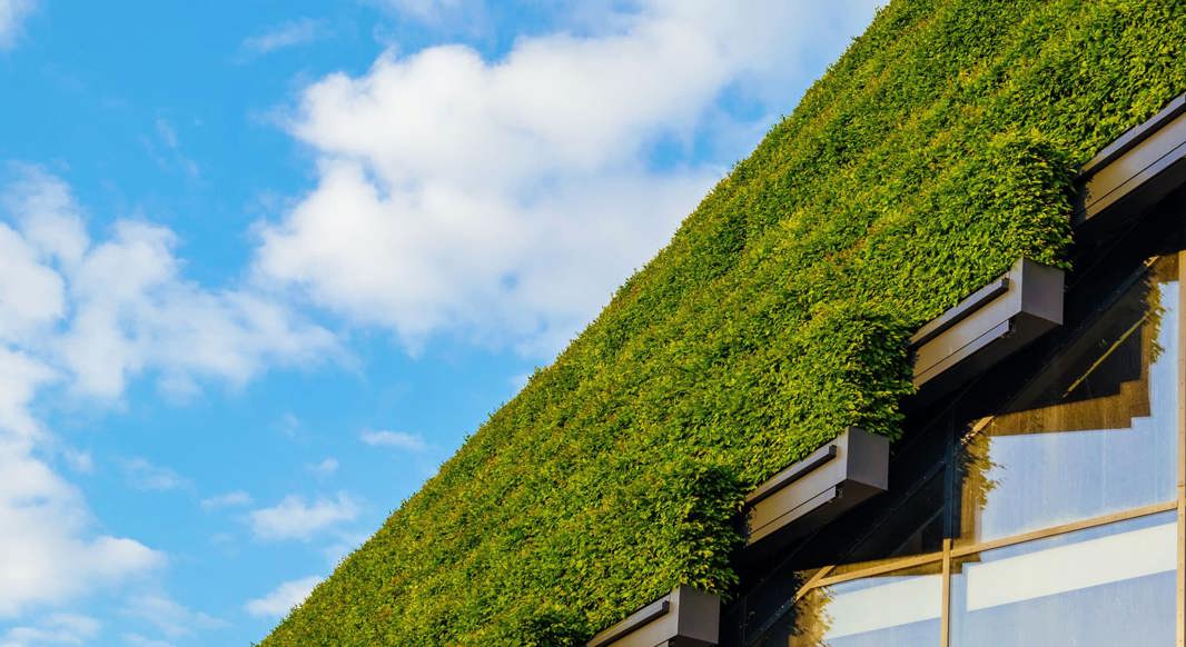 A green wall on a modern building